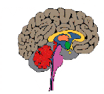 Χαρτογραφήθηκε δίκτυο γονιδιακών ρυθμιστών που επηεράζουν την ανάπτυξη του εγκεφάλου