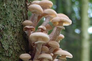 Λάστιχο από μανιτάρια παρασκευάστηκε στην Ιαπωνία