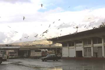 Κίνδυνοι για την υγεία του καταναλωτή από τα σφάγια, σύμφωνα με τους ελεγκτές της ΕΕ