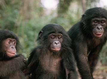 Προς εξαφάνιση φαίνεται να οδεύει ο πυγμαίος χιμπατζής