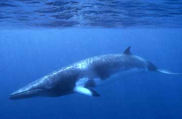 Μοναχική φάλαινα-σοπράνο προβληματίζει τους βιολόγους