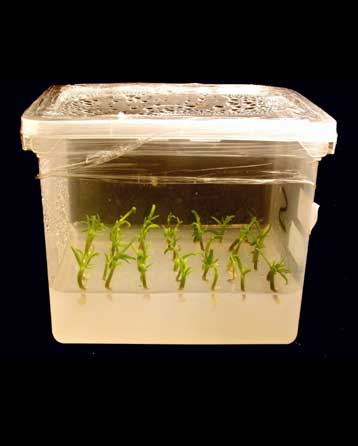 Θέλοντας και μη, η Ευρώπη υποδέχεται τα «μεταλλαγμένα»