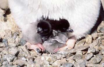 Με θάνατο από ασιτία κινδυνεύουν δεκάδες χιλιάδες πιγκουίνοι στην Ανταρκτική