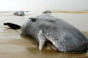 Είκοσι ακόμα φάλαινες εξόκειλαν στις ακτές της Τασμανίας