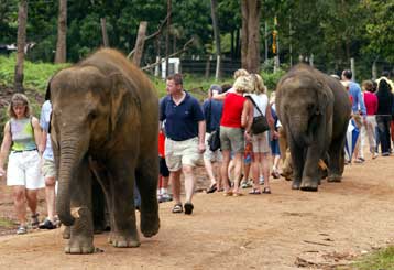 Τα άγρια ζώα της Σρι Λάνκα «προαισθάνθηκαν το τσουνάμι να έρχεται»