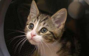 Τη σχέση μεταξύ γάτων και του βρετανικού υπουργείου Εσωτερικών αποκαλύπτουν έγγραφα