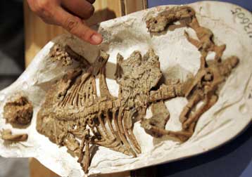 Προϊστορικό θηλαστικό έτρωγε δεινόσαυρους