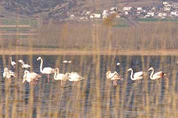 Αντιμέτωπη με το Ευρωπαϊκό Δικαστήριο η Ελλάδα για σειρά υποθέσεων