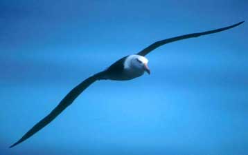 Τα άλμπατρος πετούν συστηματικά το γύρο του κόσμου