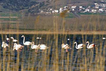 Μέτρα για τη σωτηρία της λίμνης Κορώνειας λαμβάνει η Νομαρχία Θεσσαλονίκης