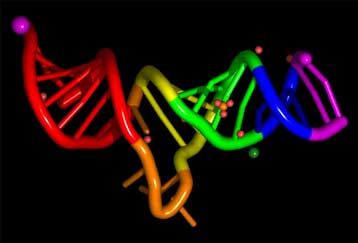 Μόρια RNA ίσως ελέγχουν τα περισσότερα ανθρώπινα γονίδια