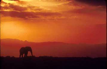 Λείψανα πρωτόγονου ανθρωπίδη ήρθαν στο φως στην Αιθιοπία