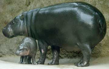 Ο ιπποπόταμος ξάδερφος της φάλαινας