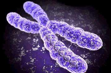 Περιοχές του γονιδιώματος φαίνεται να σχετίζονται με την ομοφυλοφιλία στους άνδρες