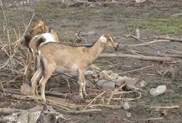 Κρούσμα σπογγώδους εγκεφαλοπάθειας σε κατσίκα στη Γαλλία