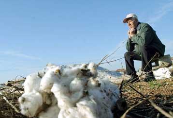 Πριν το καλοκαίρι θα δοθούν οι αυξημένες επιδοτήσεις στους βαμβακοπαραγωγούς