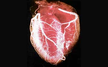 Αγνωστα μέχρι σήμερα κύτταρα αποκαθιστούν τις καρδιακές βλάβες