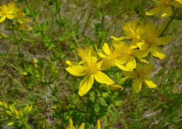 Το βαλσαμόχορτο εξίσου αποτελεσματικό με τα αντικαταθλιπτικά