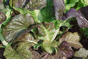 Μεταλλαγμένο σινάπι καθαρίζει μολυσμένα εδάφη