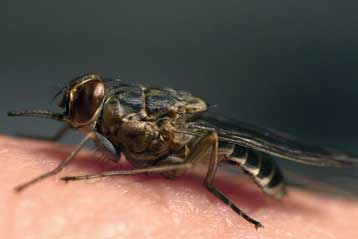 Μύγες ίσως μεταδίδουν σε κοτόπουλα τη θανατηφόρο γρίπη των πτηνών