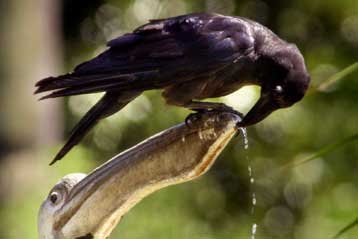 Το κοράκι και η κίσσα τα εξυπνότερα πτηνά
