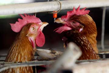 Πανδημία γρίπης των πτηνών «απειλεί άμεσα την ανθρωπότητα»