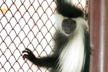 Νέοι ιοί συγγενικοί με τον HIV μεταδίδονται από τους πιθήκους στον άνθρωπο