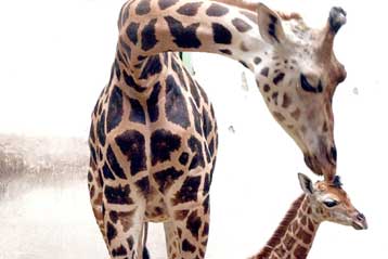 Εξωτικά ζώα εισάγονται στις ΗΠΑ ως θηράματα για «σαφάρι κονσέρβα»