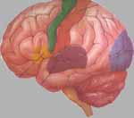 Υπέρταση και υπόταση επηρεάζουν αρνητικά τις πνευματικές ικανότητες του ασθενή