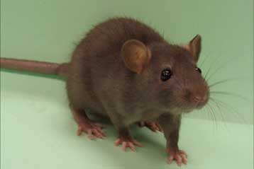 Αρουραίοι του ενός κιλού ίσως αποκαλύψουν μυστικό της παχυσαρκίας