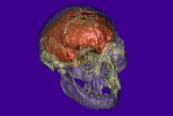 Ο «Χόμπιτ» της Ινδονησίας ήταν όντως ένα άλλο είδος ανθρώπου