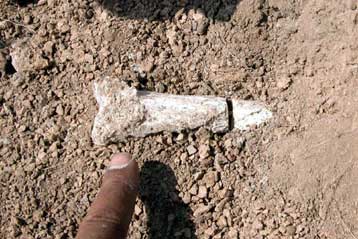 Σκελετός του πρώτου πιθήκου που περπάτησε ίσως ανακαλύφθηκε στην Αιθιοπία