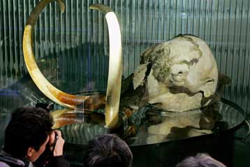 Κατεψυγμένο μαμούθ παρουσιάζεται στην Expo 2005