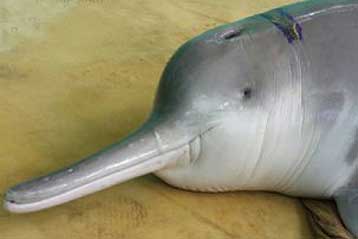 Εξαφανίζονται τα εξωτικά ποταμίσια δελφίνια της Ασίας