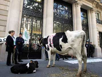 «Όχι» στο Ευρωπαϊκό Σύνταγμα λένε και οι Γάλλοι αγρότες, σύμφωνα με νέα δημοσκόπηση
