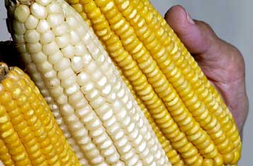 Πειραματικό «μεταλλαγμένο» καλαμπόκι κατέληξε στην αγορά των ΗΠΑ