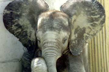 Οι ελέφαντες μιμούνται ξένους ήχους, αποκαλύπτει παχύδερμο που έκανε το φορτηγό