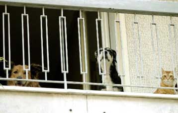 Έρευνες για ενδεχόμενα κρούσματα του μελιταίου πυρετού σε Ελλάδα και Βουλγαρία