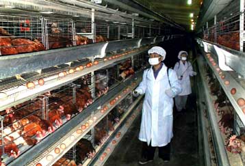 Κρούσματα γρίπης των πτηνών επιβεβαιώθηκαν στην Β.Κορέα