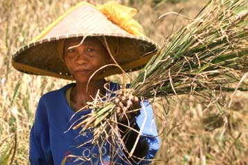 Γενετικά τροποποιημένο «χρυσό ρύζι» προστατεύει από την τύφλωση