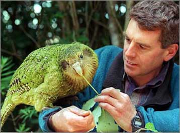Τρεις ακόμα νεοσσοί για τον σπάνιο παπαγάλο κάκαπο της Νέας Ζηλανδίας