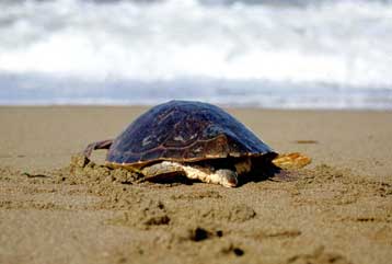 Αυθαίρετα, ομπρέλες και άλογα στο (κλειστό) Εθνικό Πάρκο Ζακύνθου
