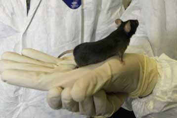 Η ορμόνη θυροξίνη «μπορεί να παρατείνει τη ζωή»