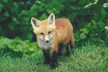 Κρούσματα λύσσας ανησυχούν Γερμανία και Γαλλία