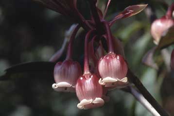 Το μεγαλύτερο βοτανικό αρχείο του κόσμου δημοσίευσε η Κίνα