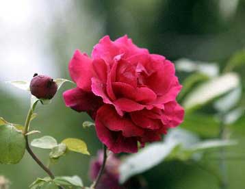 Λουλούδια σε υποβαθμισμένες περιοχές της πόλης θα μοιράσει ο Δήμος Αθηναίων