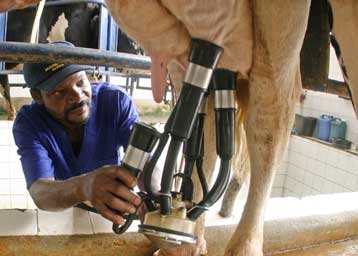 Γενετικά τροποποιημένες αγελάδες αντιστέκονται στη μαστίτιδα