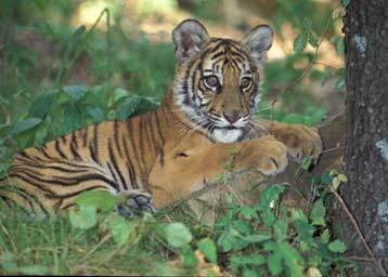 Και δύο ορφανά τιγράκια θηλάζει γυναίκα στη Μιανμάρ