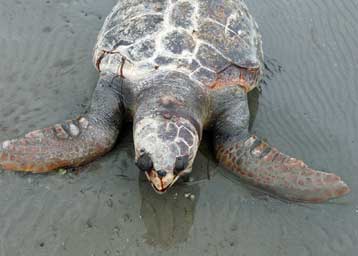 Το ΥΠΕΧΩΔΕ κατηγορεί για κακοδιοίκηση το φορέα διαχείρησης Εθνικού Πάρκου Ζακύνθου