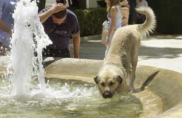 Ευκαιρία υιοθεσίας αδέσποτων από το δικτυακό τόπο του Δήμου Αθηναίων
